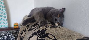 Motan British shorthair 