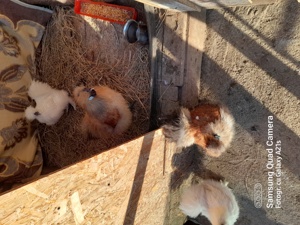 Vand cocoși matase japoneza - imagine 2 Vand cocoși matase japoneza - imagine 2