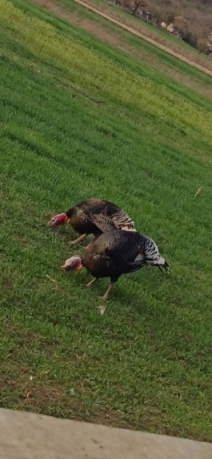 vand curci - imagine 2