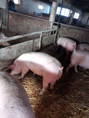porci de vanzare