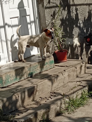 Jack Russel Terrier Mascul