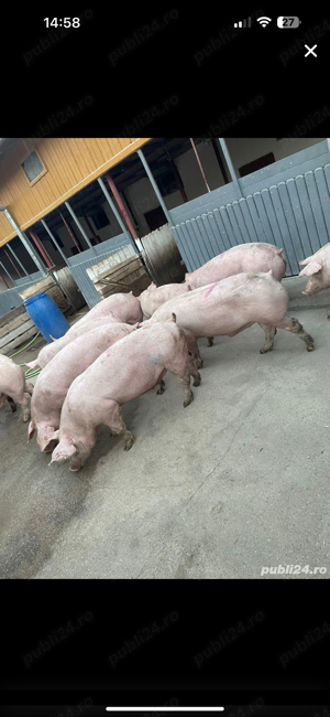 vand porci  - imagine 2