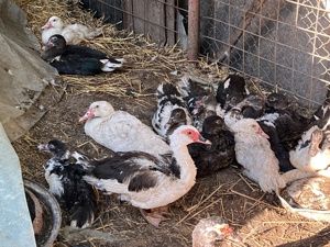 Rate lesesti (rate mute) de vanzare