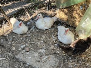 Rate lesesti (rate mute) de vanzare - imagine 5