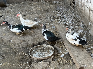 Rate lesesti (rate mute) de vanzare - imagine 2