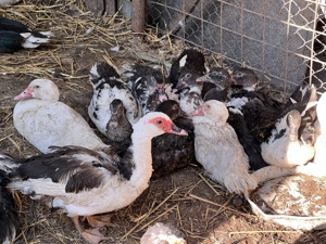 Rate lesesti (rate mute) de vanzare - imagine 3