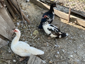 Rate lesesti (rate mute) de vanzare - imagine 4