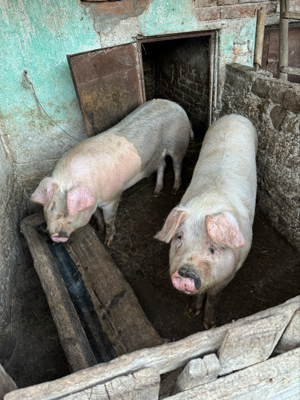 Vand porci de carne.
