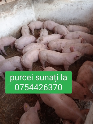 Vând purcei de carne 