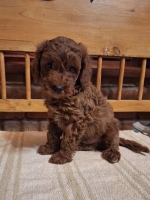 Pudel Pitic  - imagine 3