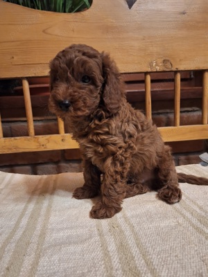 Pudel Pitic  - imagine 2