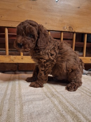 Pudel Pitic  - imagine 4