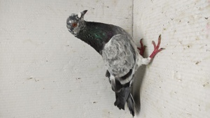 Porumbei comuni - imagine 2