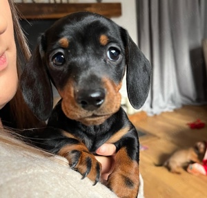 Teckel fetița și băiețel 