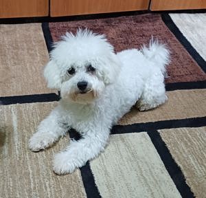 Bichon bolognese 