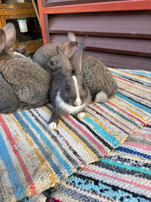  hycole francez - imagine 4