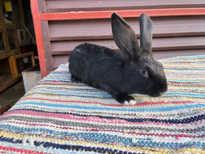  hycole francez - imagine 2