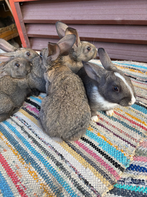  hycole francez - imagine 5