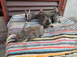  hycole francez - imagine 3