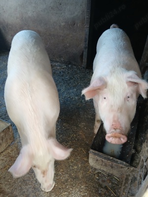 Porci de vânzare 