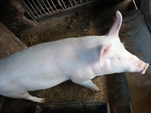 Porci de vânzare  - imagine 3