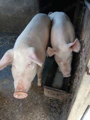 Porci de vânzare  - imagine 2