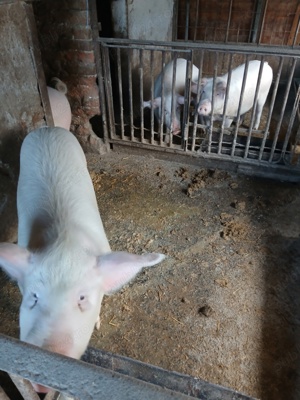 Porci de vânzare  - imagine 4