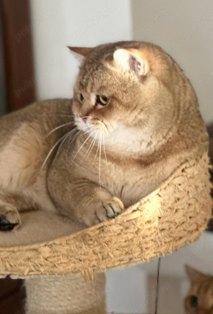 Motan british shorthair golden  - imagine 2