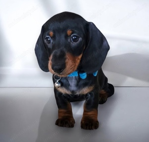 Teckel superb baiat - imagine 2