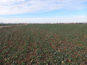 Teren intravilan - imagine 3