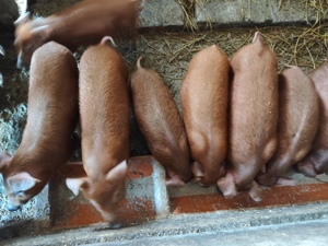 8 Purcei duroc pur de 8 saptamani