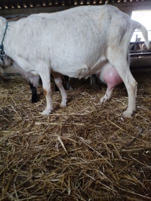 Vând capre montate pe 1 August