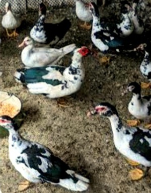 Vând rațe mute sau schimb  - imagine 3