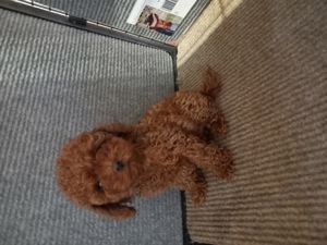 pudel toy - imagine 2