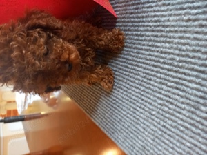 pudel toy - imagine 3