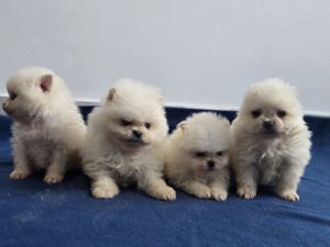 pomeramian - imagine 2