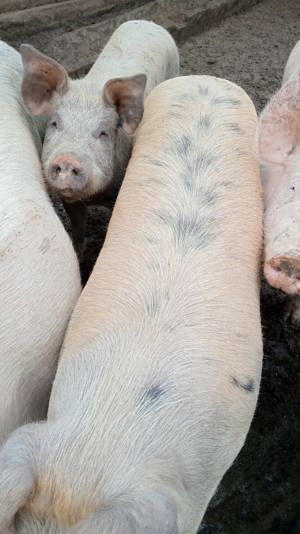 Vând porci din rasa pietrain   duroc și marele alb  - imagine 5