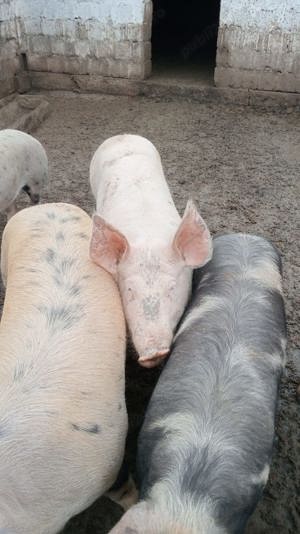 Vând porci din rasa pietrain   duroc și marele alb 