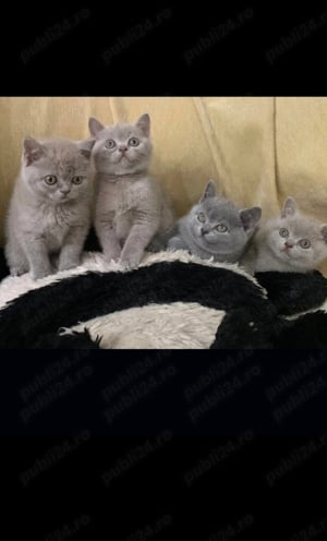British blue si chinchila silver 