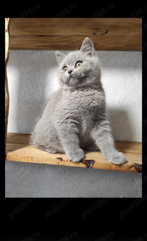 British shorthair blue - imagine 5