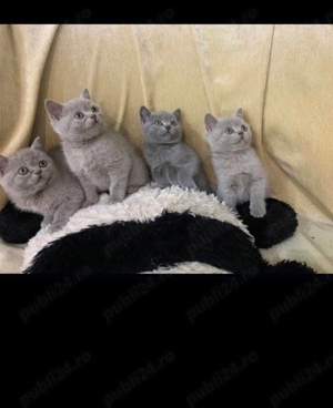 British shorthair blue si chinchila silver 