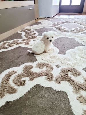 Pui bichon maltez