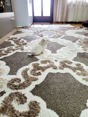 Pui bichon maltez - imagine 2