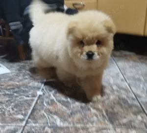 Pui chow chow 