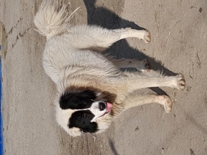 Ciobanesc de Bucovina disponibil! - imagine 4