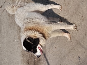 Ciobanesc de Bucovina disponibil! - imagine 5