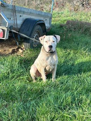 mascul dog argentinian  - imagine 2 mascul dog argentinian  - imagine 2