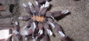 De vinzare - imagine 2