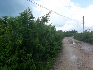 Teren de vânzare în Zanzibar