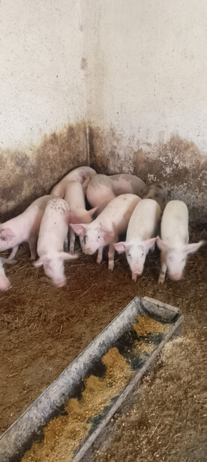 Purcei de vanzare - imagine 2